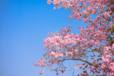 Bir pembe çiçek Neotropik ağaç ve mavi gökyüzü Tabebuia rosea olduğunu
