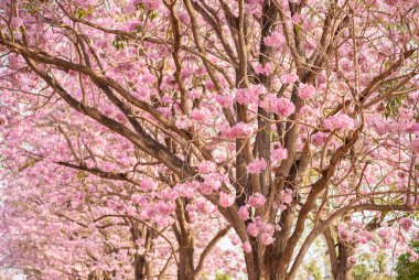 Tabebuia rosea pembe çiçek neotropikal ağaç