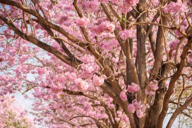 Tabebuia rosea pembe çiçek neotropikal ağaç