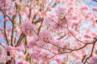 Tabebuia rosea pembe çiçek neotropikal ağaç