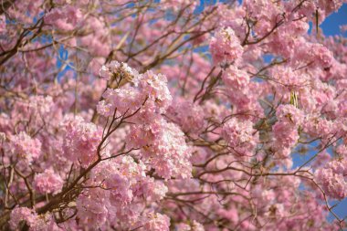 Tabebuia rosea pembe çiçek neotropikal ağaç