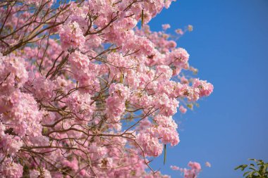 Bir pembe çiçek Neotropik ağaç ve mavi gökyüzü Tabebuia rosea olduğunu