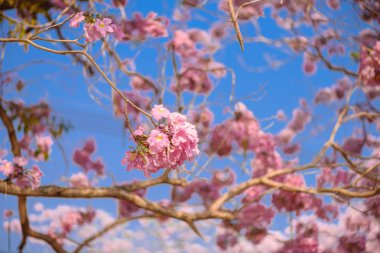 Tabebuia rosea pembe çiçek neotropikal ağaç