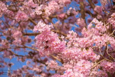 Tabebuia rosea pembe çiçek neotropikal ağaç
