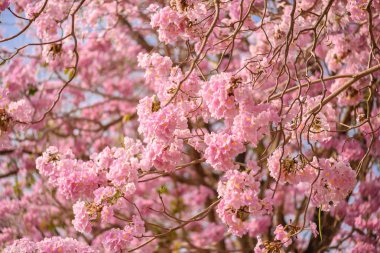 Tabebuia rosea pembe çiçek neotropikal ağaç