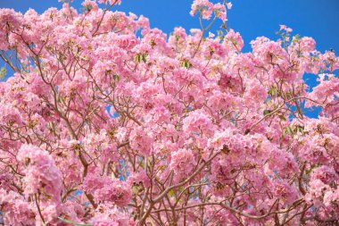 Tabebuia rosea pembe çiçek neotropikal ağaç