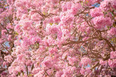 Tabebuia rosea pembe çiçek neotropikal ağaç