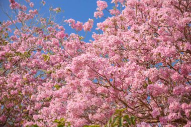 Tabebuia rosea pembe çiçek neotropikal ağaç