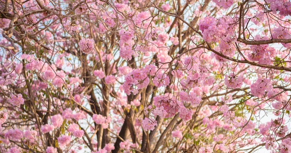 Tabebuia rosea pembe çiçek neotropikal ağaç