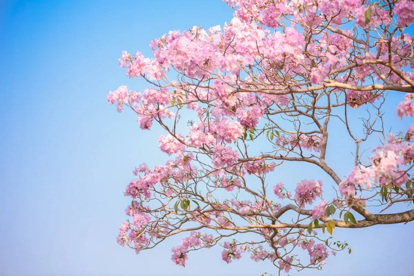 Bir pembe çiçek Neotropik ağaç ve mavi gökyüzü Tabebuia rosea olduğunu