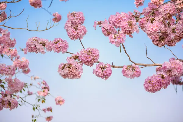 Tabebuia rosea is a Pink Flower neotropical tree and blue sky — Stock Photo, Image
