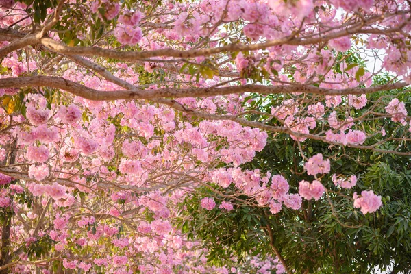 Tabebuia rosea pembe çiçek neotropikal ağaç — Stok fotoğraf
