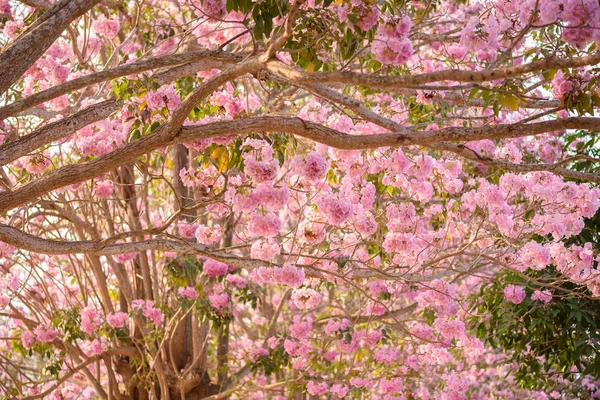 Tabebuia rosea es un árbol neotropical de flor rosa — Foto de Stock