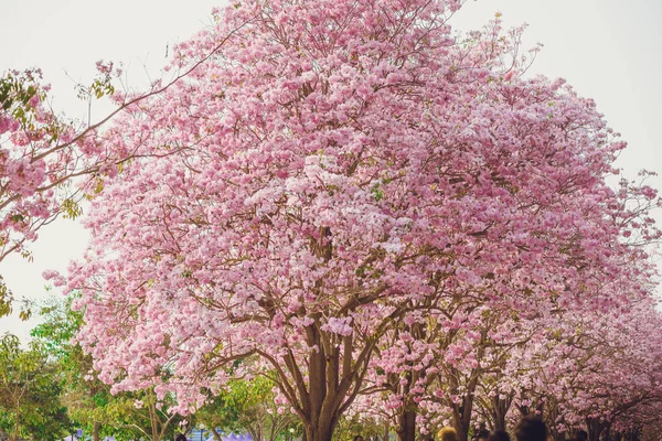 Tabebuia Rosea Uma Árvore Neotropical Pink Flower Nome Comum Árvore — Fotografia de Stock