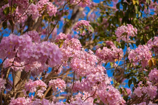 Tabebuia rosea es un árbol neotropical de flor rosa — Foto de Stock
