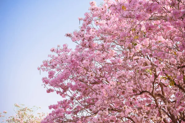 Tabebuia рожева є рожева квітка неотропической дерева та Синє небо — стокове фото