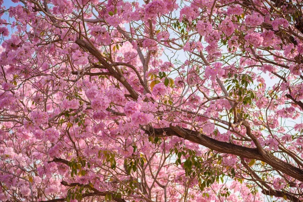 Табебуя - розовое неотесанное дерево — стоковое фото