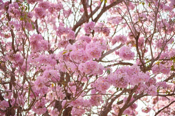 Tabebuia rosea es un árbol neotropical de flor rosa — Foto de Stock