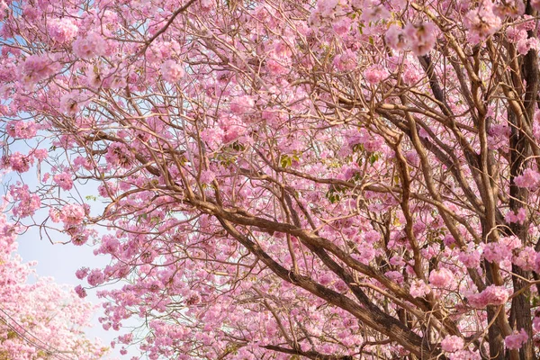 Tabebuia rosea é uma árvore neotropical Pink Flower — Fotografia de Stock