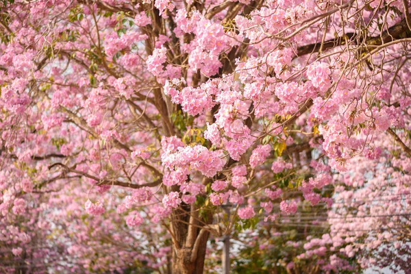 Tabebuia rosea é uma árvore neotropical Pink Flower — Fotografia de Stock