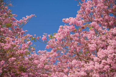 Bir pembe çiçek Neotropik ağaç ve mavi gökyüzü Tabebuia rosea olduğunu