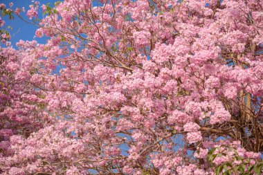 Tabebuia rosea pembe çiçek neotropikal ağaç