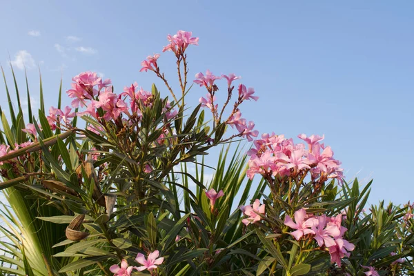 Pink sweet oleander flower or rose bay (fragrant oleander, Nerium oleander) and palm leafs against calm blue sky. Amazing tropical background