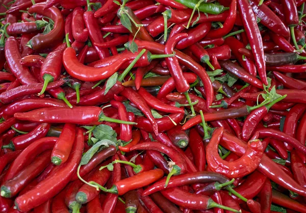 Bir çiftçi pazarda taze kırmızı biber Grubu'nun kapatın. Sağlıklı gıda. Organik arka plan.