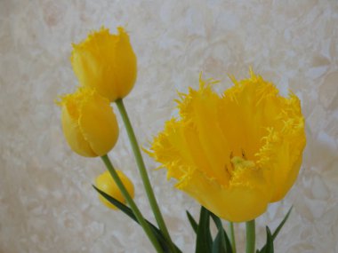 Bir kök üzerinde sarı laleler çiçeklerle yaprakları sarı pastel arka plan üzerinde