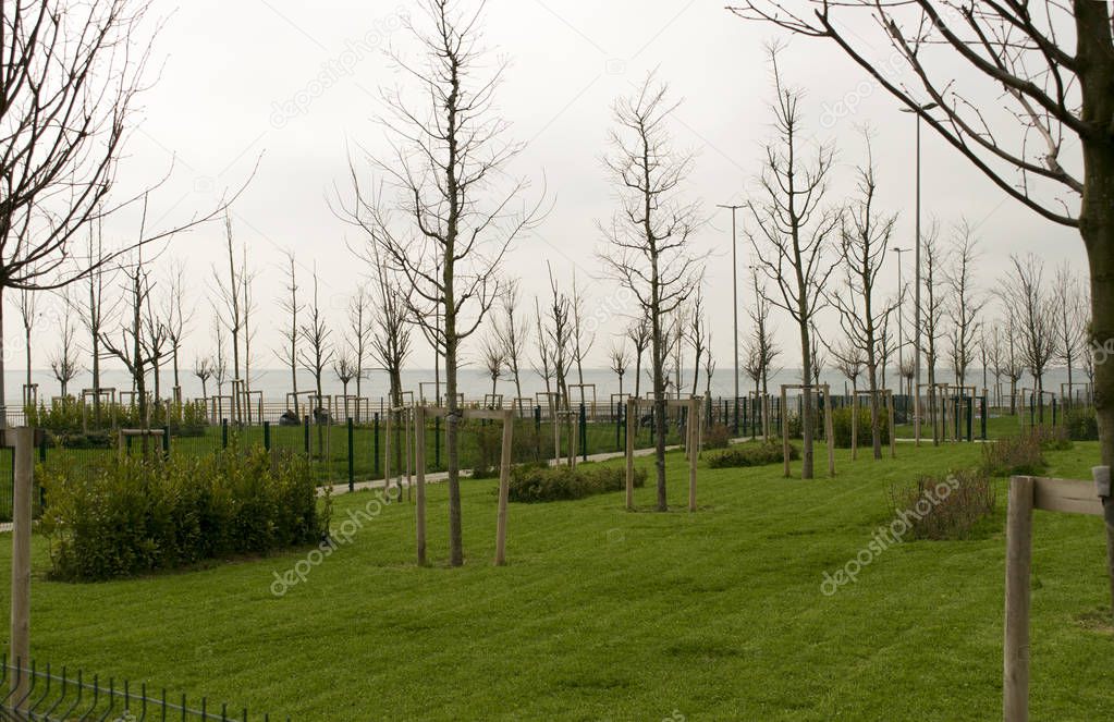 Young trees planted in rows in a park, supported with wooden bars to be safe in strong wind and stay straight and vertical. New park in cloudy day with young plants and fresh green grass on sea background