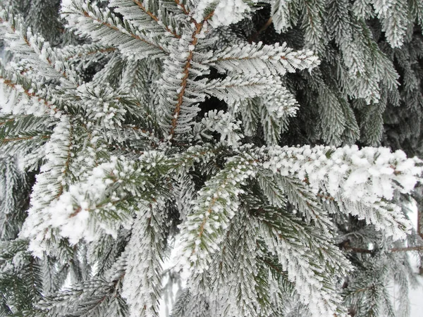雪や霜で冬のモミの枝 — ストック写真