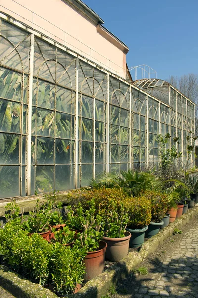 Palmeiras Banana Verde Estufa Vintage Plantas Jovens Vasos Plástico Para — Fotografia de Stock