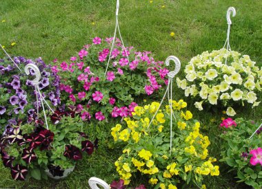 Renkli petunias ve sarı Pansy çiçekler (Viola Tricolor) çim üzerinde asılı çiçek kaplar