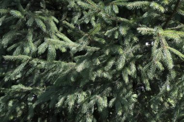 Güneşli bir günde parlak Ladin dalları. Ladin ağaç dalları yakın. Evergreen bitkiler arka plan