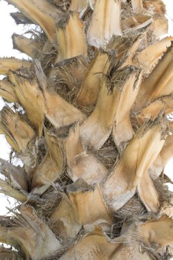 Palmiye ağacı kabuğu, doku, kabuk detay. Dikey görüntü. Beyaz arka planda yalıtılmış