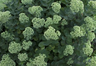 İnce örümcek ağı ile doğal çiçekler Sedum