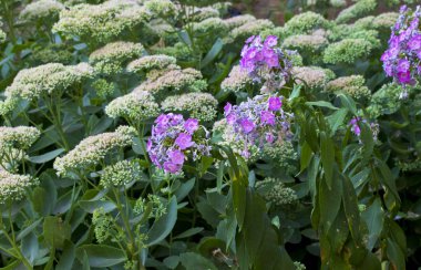 Pembe solmuş Phlox paniculata (Bahçe Phlox) Sedum çiçekler arka planda