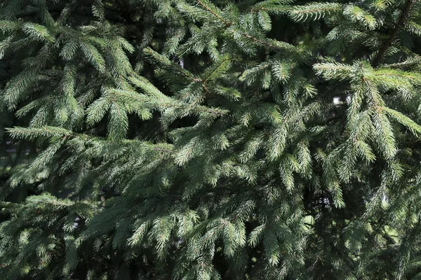 Bright Spruce Branches Sunny Day Spruce Tree Branches Close Evergreen — Stock Photo, Image