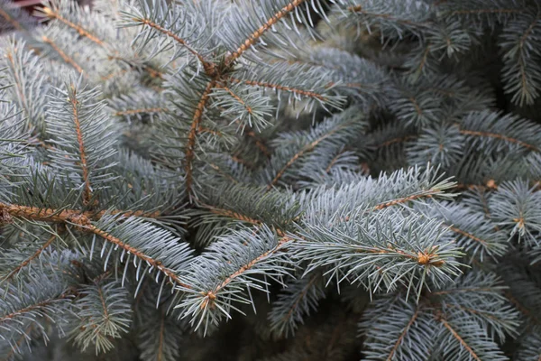 Spruce Tree Brances Christmas Fir Background — Stock Photo, Image
