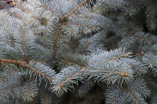 Sparren Boom Brances Kerst Spar Als Achtergrond — Stockfoto