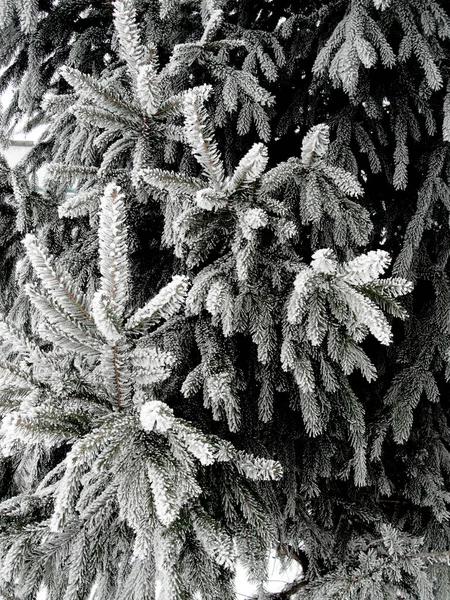 Coniferous Branches Covered Hoarfrost Winter Fir Branches Snow Frost Vertical — Stock Photo, Image
