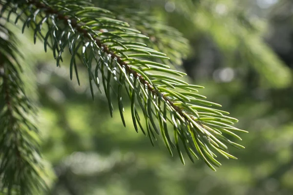 Green Spruce Branch Sunny Day Spruce Twig Evergreen Plant Macro — Stock Photo, Image