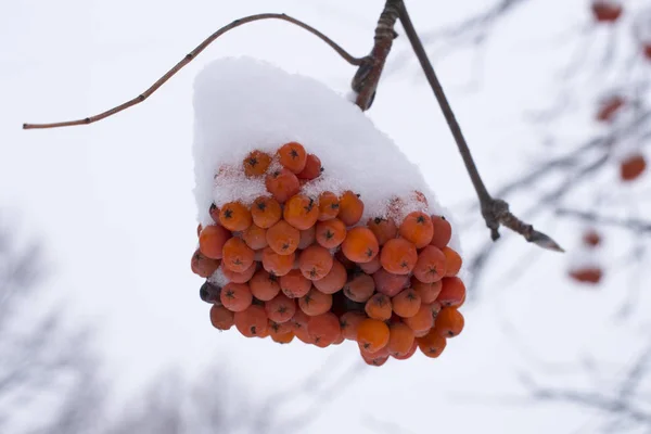 Snowy Branch Frozen Rowan Berries Red Berries Rowan Snow — Stock Photo, Image