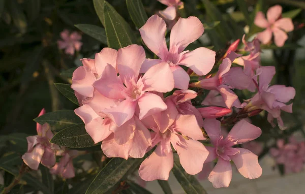 Różowy Kwiat Oleander Lub Rose Bay Pachnące Oleander Nerium Oleander — Zdjęcie stockowe