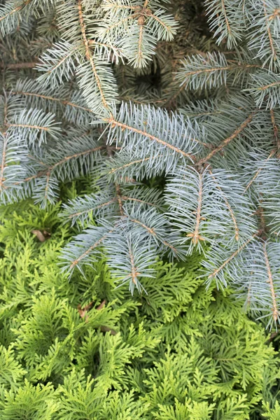 Evergreen tree branches. Thuja occidentalis and spruce. Vertical image. Amazing evergreen background.