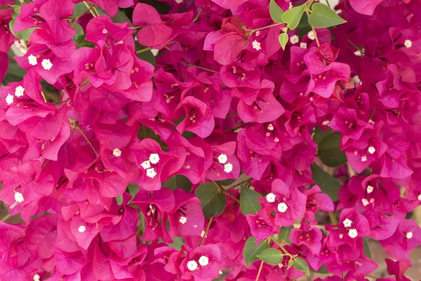 Różowy Bougainvillea Piękna Kolorowa Roślina Śródziemnomorska Lato Tropikalne Kwiaty Jasne — Zdjęcie stockowe