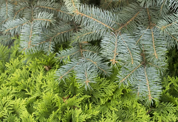 Evergreen tree branches. Thuja occidentalis and spruce (fir). Amazing evergreen background.