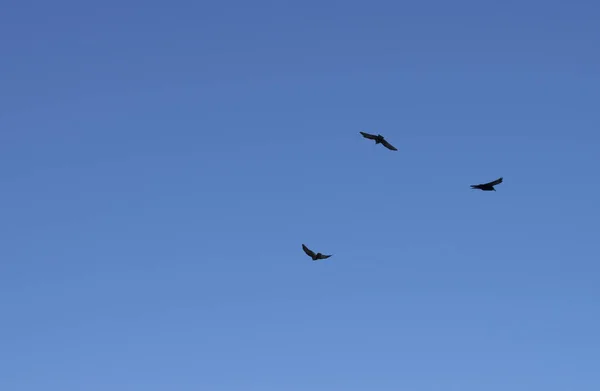 Trei Păsări Negre Zboară Cer Albastru Viaţa Sălbatică Fundal Minimalist — Fotografie, imagine de stoc