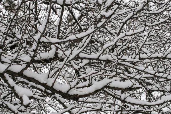Winterzweige Mit Weißem Schnee Bedeckt Weihnachtlicher Hintergrund — Stockfoto