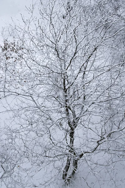 Árvore Coberta Neve Árvore Contra Uma Neve Branca Fundo Natal — Fotografia de Stock